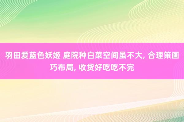 羽田爱蓝色妖姬 庭院种白菜空间虽不大， 合理策画巧布局， 收货好吃吃不完